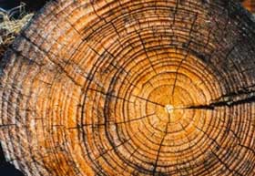 rift sawn lumber for sale